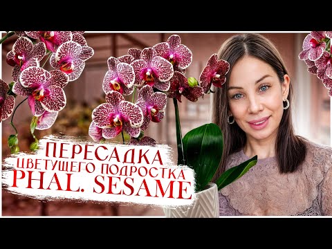 Видео: Пересадка цветущего подростка Phal. Sesame. Пересадка полученного во мхе подростка. Пересадка в мох.