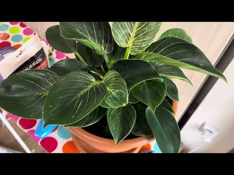 Видео: Філодендрон БІРКІН. Мій досвід. ТОП-5 правил при вирощуванні. Philodendron birkin. Повне відео.
