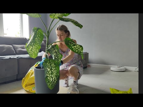 Видео: Пересаживаю новый цветок, работа в теплице продолжается