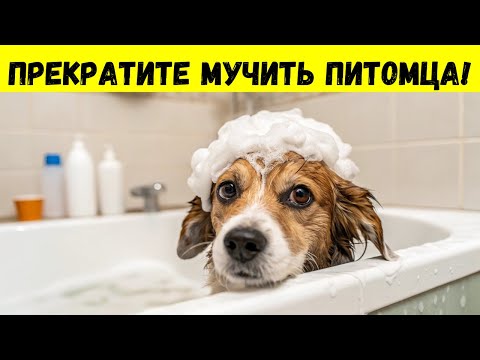 Видео: 🐕 Почему ваша собака СХОДИТ С УМА после купания СЕКРЕТ, о котором вы не знали!