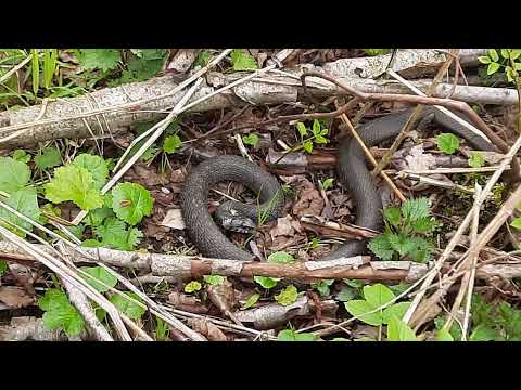Видео: Снова металлокоп.
