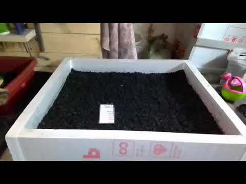 Видео: Двести грамм на ящик