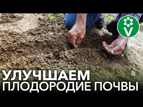 Видео: КАК СДЕЛАТЬ ПОЧВУ ПЛОДОРОДНОЙ БЕЗ НАВОЗА И УДОБРЕНИЙ?