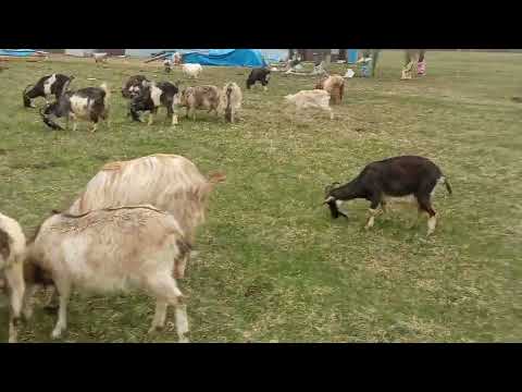 Видео: Моё Хозяйство/Весенний Выпас/Звери Едят Траву/#goat #goats #farmer