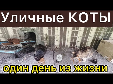 Видео: Жизнь уличных КОТОВ❗️🐈‍⬛