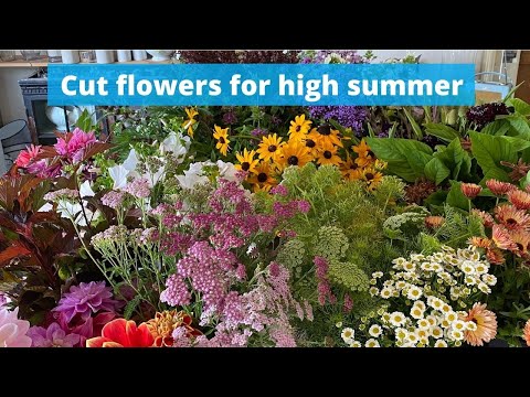 Видео: Множество великолепных сортов срезанных цветов для сада, где можно выращивать цветы в разгар лета.