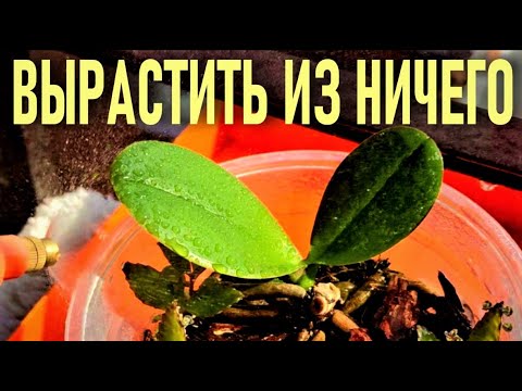 Видео: МОЙ МЕТОД - ЖИВОЕ К ЖИВОМУ!👍 СИЛА ЛОПУХА ДЛЯ БЫСТРОГО РОСТА ОРХИДЕЙ! СУПЕР МЕТОД! РЕЗУЛЬТАТ 100%