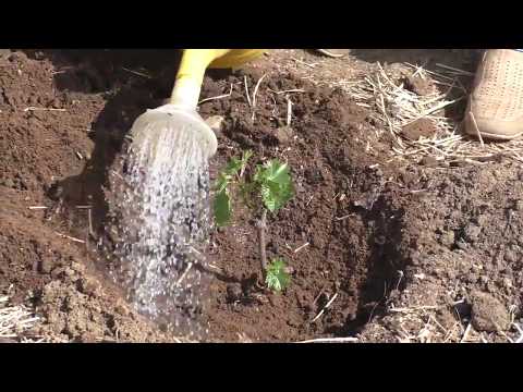 Видео: Посадка саженцев винограда весной.