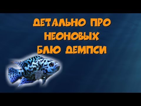 Видео: Детально про неоновых Блю Демпси