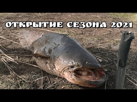 Видео: Огромный сом на перемет. Открытие сезона 2021. Поселок Маяк, Хабаровский край. Рыбалка в начале мая.