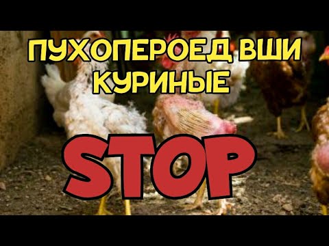 Видео: Как вывести пухопероеда и вшей у кур/ ЧЕГО НЕ НУЖНО ДЕЛАТЬ