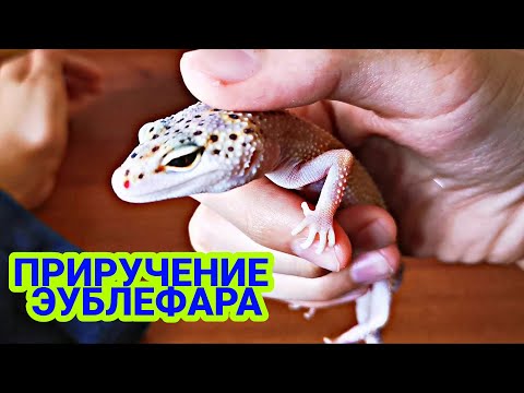 Видео: ПРИРУЧЕНИЕ ЭУБЛЕФАРА! КАК ПРИРУЧИТЬ ЭУБЛЕФАРА! EXO TOP