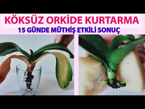 Видео: спасти орхидею без корня, укоренить орхидею губкой, орхидею без корней не бросать, уход