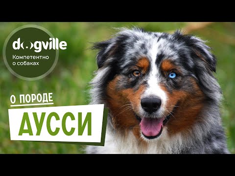 Видео: Австралийская овчарка - О породе - Как выбрать щенка Аусси?