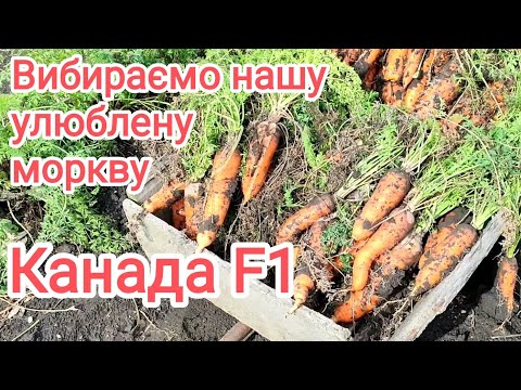 Видео: 18 жовтня. Морква Канада F1 деяка виросла до кілограму 🤗