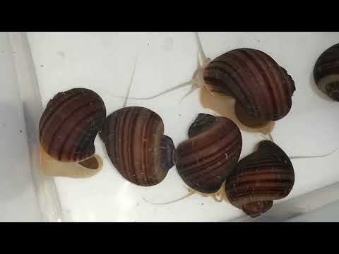 Видео: обмен на птичьем рынке март 2023