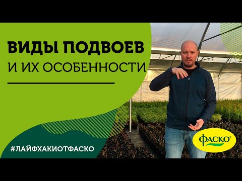 Видео: Какие бывают типы подвоев? На каких подвоях выращены растения наших питомников?