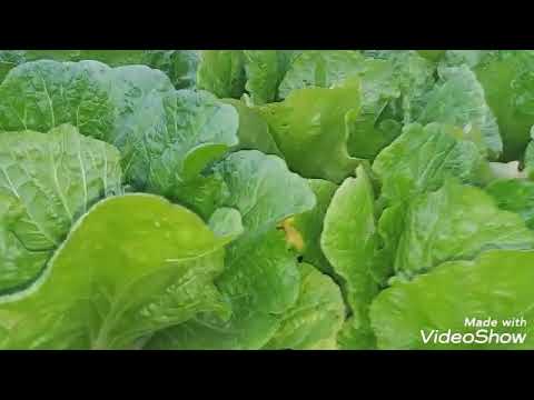 Видео: Еще один рецепт вкусного ЧИМЧИ из  пекинской капусты