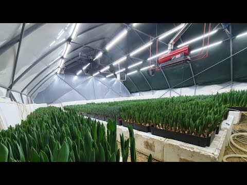 Видео: Выгонка тюльпанов 2024. Теплица. Отопление. Вентиляция. Освещение. Полив.