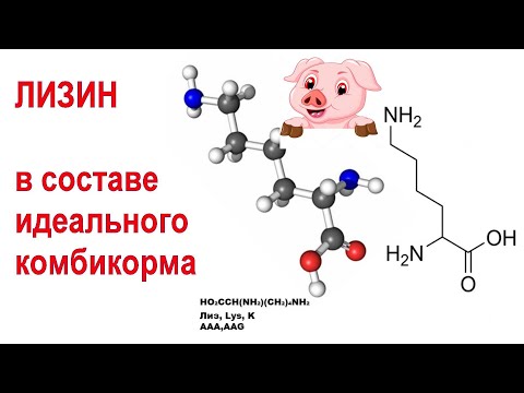 Видео: Лизин в составе идеального комбикорма