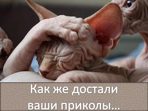 Видео: Сфинксы - кошки! Надоели им приколы! / Sphynxes are also cats. They are tired of jokes.