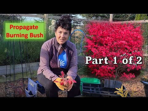 Видео: 🌿Как размножить горящий куст. ПРОЩЕ ПРОСТОГО (Часть 1 из 2) #размножение #зона4 #садоводство