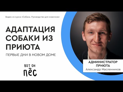Видео: Собака из приюта дома. Адаптация собаки (Вот он пёс!)