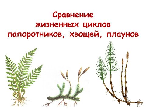 Видео: Сравнение жизненных циклов папоротников, хвощей и плаунов