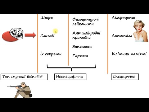 Видео: Імунна система по-простому. Детальний огляд