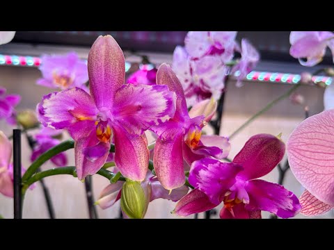 Видео: Орхидеи из Азии подростки во мхе ( ухаживаем и удобряем )