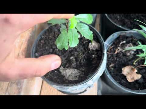 Видео: Мои пальмы, питоспорумы, Арбутус и др. Растения