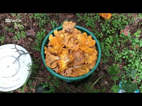 Видео: Грибной Клондайк 