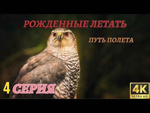 Видео: Мир Дикой Природы. Рожденные летать. Документальный Фильм 4K. 4 серия из 4