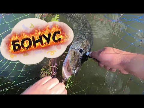 Видео: ЧИСТИЛ ЩУКУ И НАШЕЛ ВНУТРИ КОЕ ЧТО