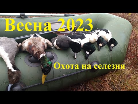 Видео: Весна 2023. Супер охота на селезня! Репортаж из скрада!
