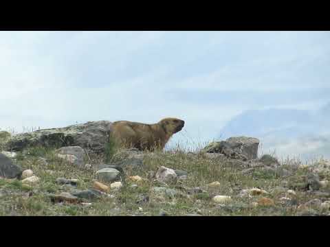Видео: Горный Алтай Плато Шалтра