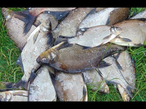 Видео: Как сохранить пойманную рыбу при жаре 29 градусов