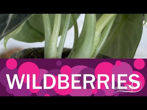 Видео: Покупка комнатных растений на Wildberries, мой первый опыт и впечатления