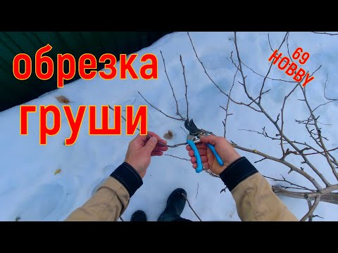 Видео: Весенняя формировка груши пятилетки