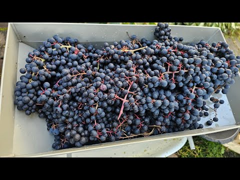 Видео: Виноград в Ленинградской области. Закрытие сезона в открытом грунте  2025.