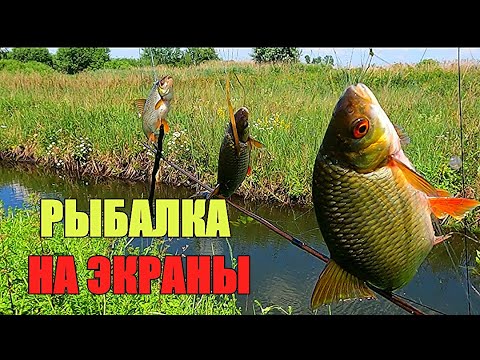 Видео: КУЧА РЫБЫ В РЕЧКЕ-ПЕРЕПЛЮЙКЕ! Рыбалка на экраны.