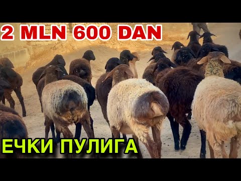 Видео: ТУХЛИ БУГОЗ КУЙЛАР СОТИЛАДИ! 2 ПАРТИЯ ЕЧКИ ПУЛИГА КУЗИЛАР БОР! 