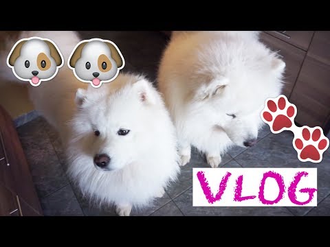 Видео: МОИ СОБАКИ: психология, содержание, уход