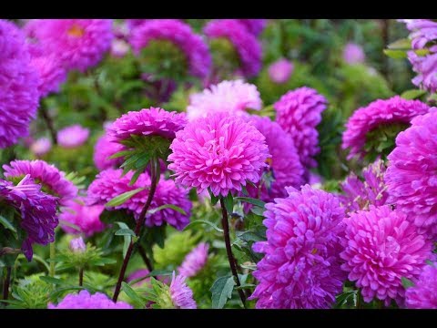 Видео: Астры Взойдут Щеткой! Посев Астры Без Пикировки.