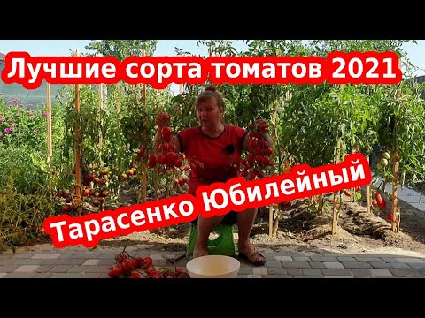 Видео: Сорта томатов Тарасенко юбилейный - лучшие сорта помидор 2021