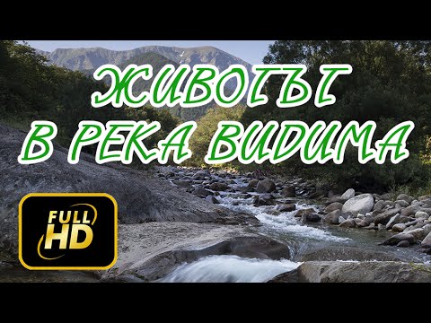 Видео: Животът в река Видима / The Life In The Water In Vidima River