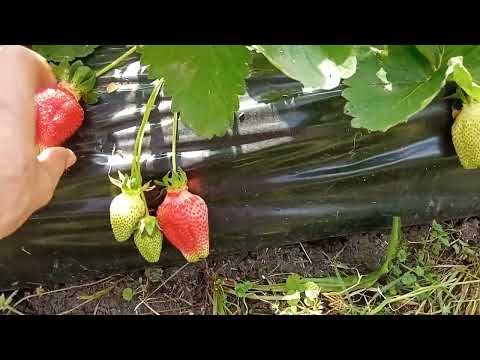 Видео: Этого, о посадке клубники под плёнку никто не говорит.