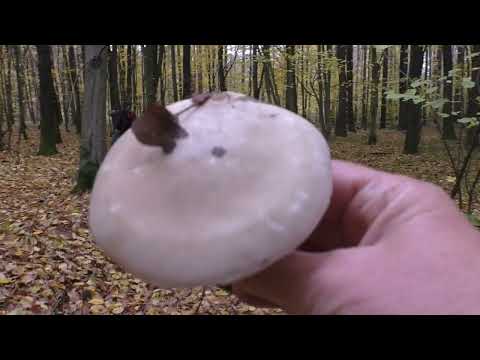 Видео: 😍Грибное Разнообразие в🍁 Сказочном Осеннем лесу ..