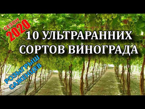 Видео: 10 УЛЬТРАРАННИХ СОРТОВ ВИНОГРАДА !!!