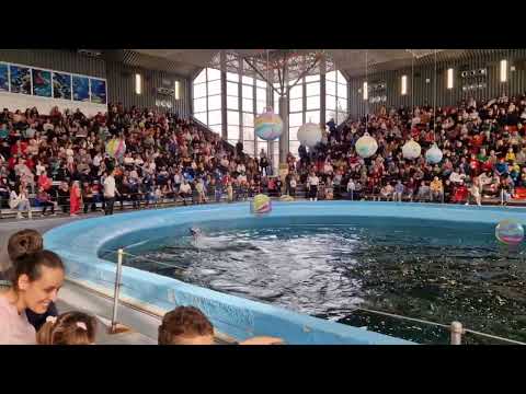Видео: Делфинариум Варна